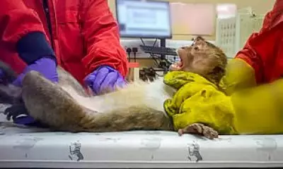 Secret Footage Reveals Disturbing Animal Testing for Weight-Loss Drugs in UK Labs