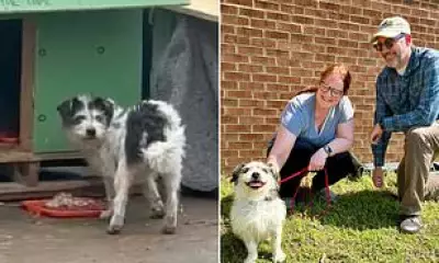 Stray Terrier Survives Highway Peril, Adopted by Rescuer After Winter Ordeal