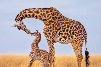 Stunning Giraffe Photos in New Book to Fund Wildlife Protection