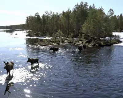 The Great Moose Migration: Inside Sweden's Slow TV Sensation