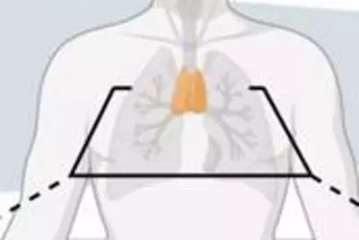 Thymus Gland: The Overlooked Organ That Could Unlock Longer Life