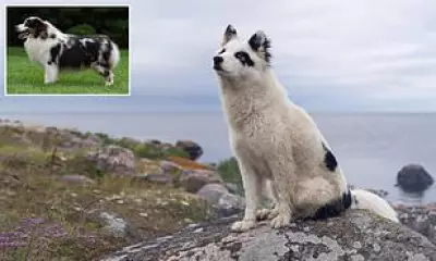 Two New Dog Breeds Officially Recognised by The Kennel Club in UK