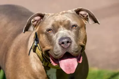 UK dog attack injuries surge 83% since 2020 despite XL bully ban