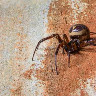 UK Spider Bite Hospitalisations Double as 'Most Dangerous' Species Spreads