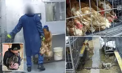 Undercover Probe Reveals 'Filthy' Conditions in NYC Live Animal Markets