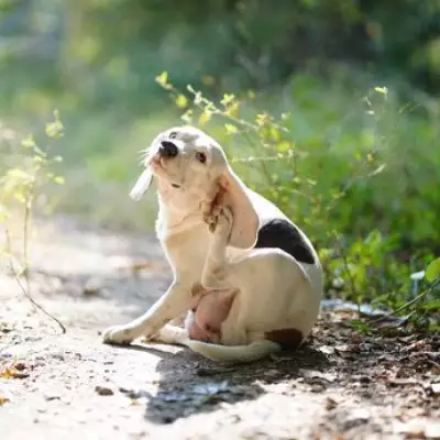 Vet Reveals Crucial Household Task Dog Owners Must Do Now to Stop Fleas