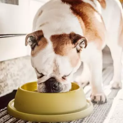 Vet Warns Common Dog Foods Contain Harmful Chemicals Linked to Disease