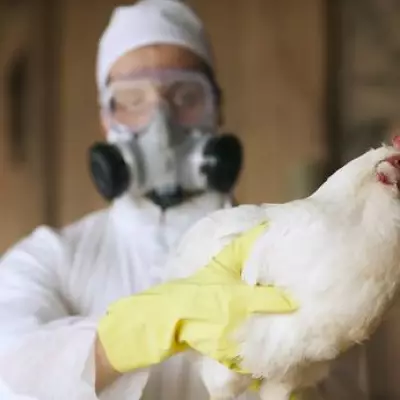 WHO Issues Bird Flu Warning in Europe After First H9N2 Import Case in Italy