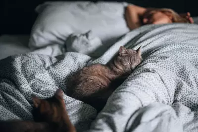 Why Disliking Cats Could Be a Major Dating Red Flag According to Experts