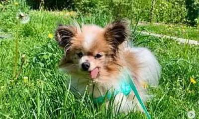 World's Oldest Dog Title May Go to 30-Year-Old French Spaniel Lazare