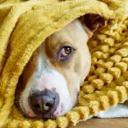 17 Subtle Signs Your Dog Is in Pain That Most Owners Miss