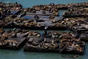 2,000lb Sea Lion 'Chonkers' Becomes Unlikely Celebrity in San Francisco