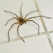21p Garlic Hack: Expert's Natural Method to Deter Spiders This Season