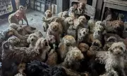 250 Poodles Rescued from Nottingham House in Overwhelming Breeding Case