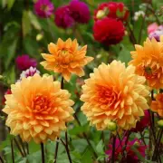 3 Vital Signs to Check Now for Dahlias to Sprout Successfully
