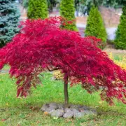 Add This Natural Item to Japanese Maple Soil Before Summer, Experts Urge