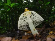 African Mycologists Lead Global Push for Fungi Conservation