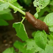 Alan Titchmarsh's Copper Collar Trick to Deter Slugs from Garden Plants
