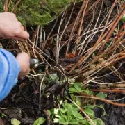 Alan Titchmarsh's Essential Pruning Guide for Trees, Shrubs, and Roses