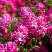 Alan Titchmarsh's Essential Rose Pruning Guide for Summer Blooms