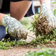 Alan Titchmarsh's Natural Weed Removal Method for Gravel and Patios
