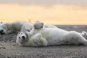 Alaskan Village Seeks to Revive Polar Bear Tourism After Deadly Attack