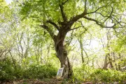 Ancient Crab Apple Tree That Inspired Brambly Hedge Cottage Found in Epping Forest