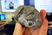 Ancient Fossil Embryo Reveals Survival Secrets of Mammal Ancestors