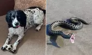 Anglesey Dog Owner Warns of Adder Danger After Pet's Tragic Death