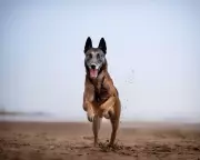 Animal Fitness Trackers: The New Frontier in Pet Health Monitoring