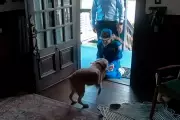 Artemis II Astronaut Christina Koch's Heartwarming Reunion with Dog After Moon Mission