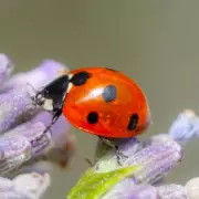 Attract Ladybirds to Your Garden by Leaving One Item Outside in April
