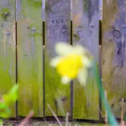 Banish Moss and Algae from Fences in 10 Minutes Using Common Kitchen Items