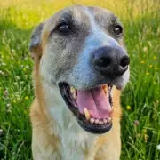 Beaten Street Dog Archie Seeks Loving UK Forever Home