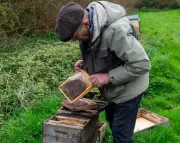 Beekeeper's Winter Catastrophe: 75-Year Streak Ends with Total Hive Loss