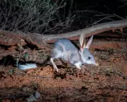 Bilby Breeding Boom: Population Soars to 1,840 in NSW Conservation Trial