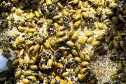 Billions of Dead Beetles Carpet Scottish Beaches After Population Explosion