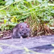 Bird Feeding Warning: Avoid This Common Error That Attracts Rodents