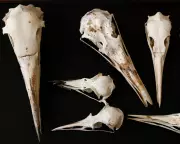 Bird Skulls Could Reveal Dinosaurs' Inner Lives, Scientist Says