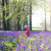 Bluebell Walkers Warned: Key Rules to Avoid £5,000 Fines in UK Forests