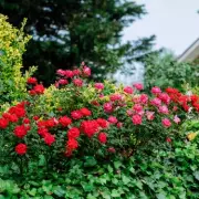B&M's £5 Roses and £150 Pergola Spark Gardening Frenzy Among Shoppers
