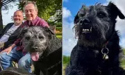 Bob Mortimer and Paul Whitehouse Pay Tribute to Beloved Dog Ted After His Passing