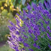 Boost Lavender Blooms Naturally with 3 Kitchen Scraps for Healthier Growth
