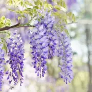 Boost Your Wisteria Blooms: 3 Essential Pre-Flowering Tasks Revealed