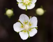 Botanist Laments Impending Loss of Bog Star, a Rare Wildflower