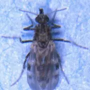 Brazilian City Under Siege by Mutant Midges, Residents Become 'Prisoners'