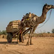 Brits Unaware of Global Working Animals' Vital Roles, New Poll Reveals