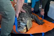 Buffalo Man Abandons Legal Fight to Reclaim Seized 12-Foot Alligator Albert