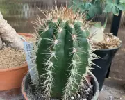 Cactus Uses Fuzzy Acoustic Hat to Lure Bats for Pollination in Brazil