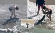 California Fisherman's Daring Rescue: Climbs Onto Great White Shark to Free It